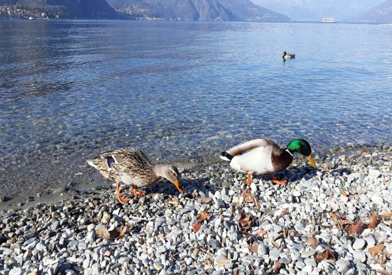 La Vista Villa Lezzeno Eksteriør bilde